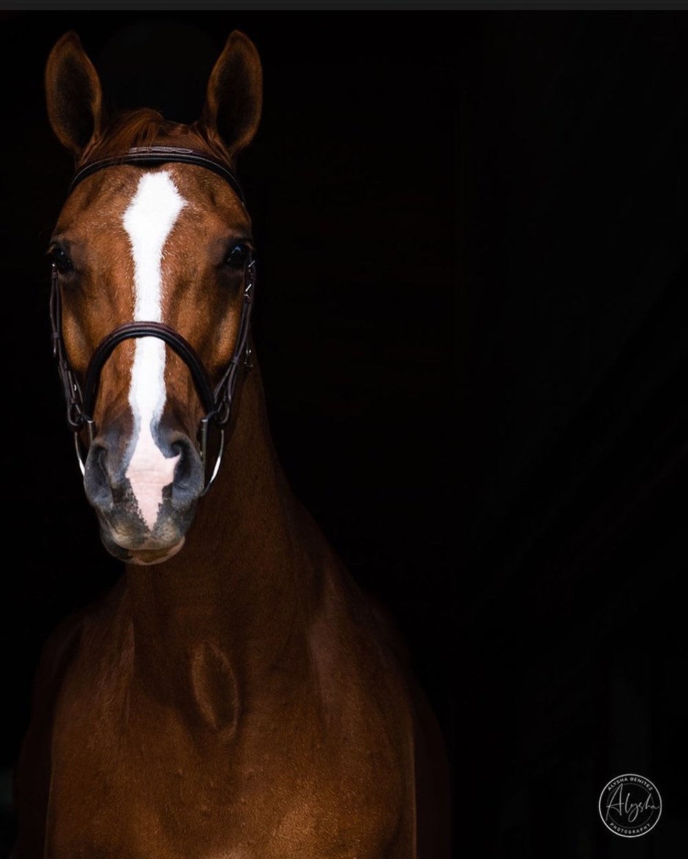 woman kissing horse